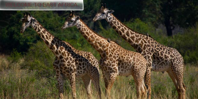 Giraffe-sancutary